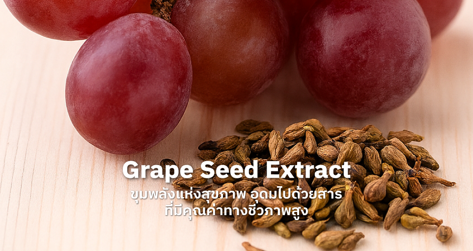 glutathione grape seed extract ด ไหม (สารสกัดจากเมล็ดองุ่น) ขุมพลังแห่งสุขภาพ อุดมไปด้วยสารที่มีคุณค่าทางชีวภาพสูง – Chulalak Pharmacy naturally sourced supplements as Does Vitamin B12 Increase Quantity:5 bottles homeopathic skincare